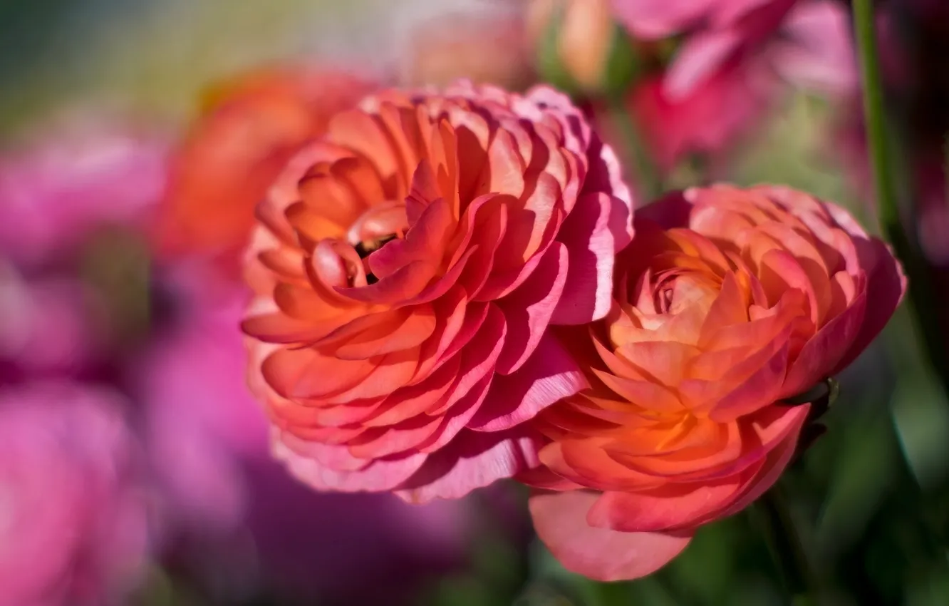 Photo wallpaper macro, Duo, Ranunculus
