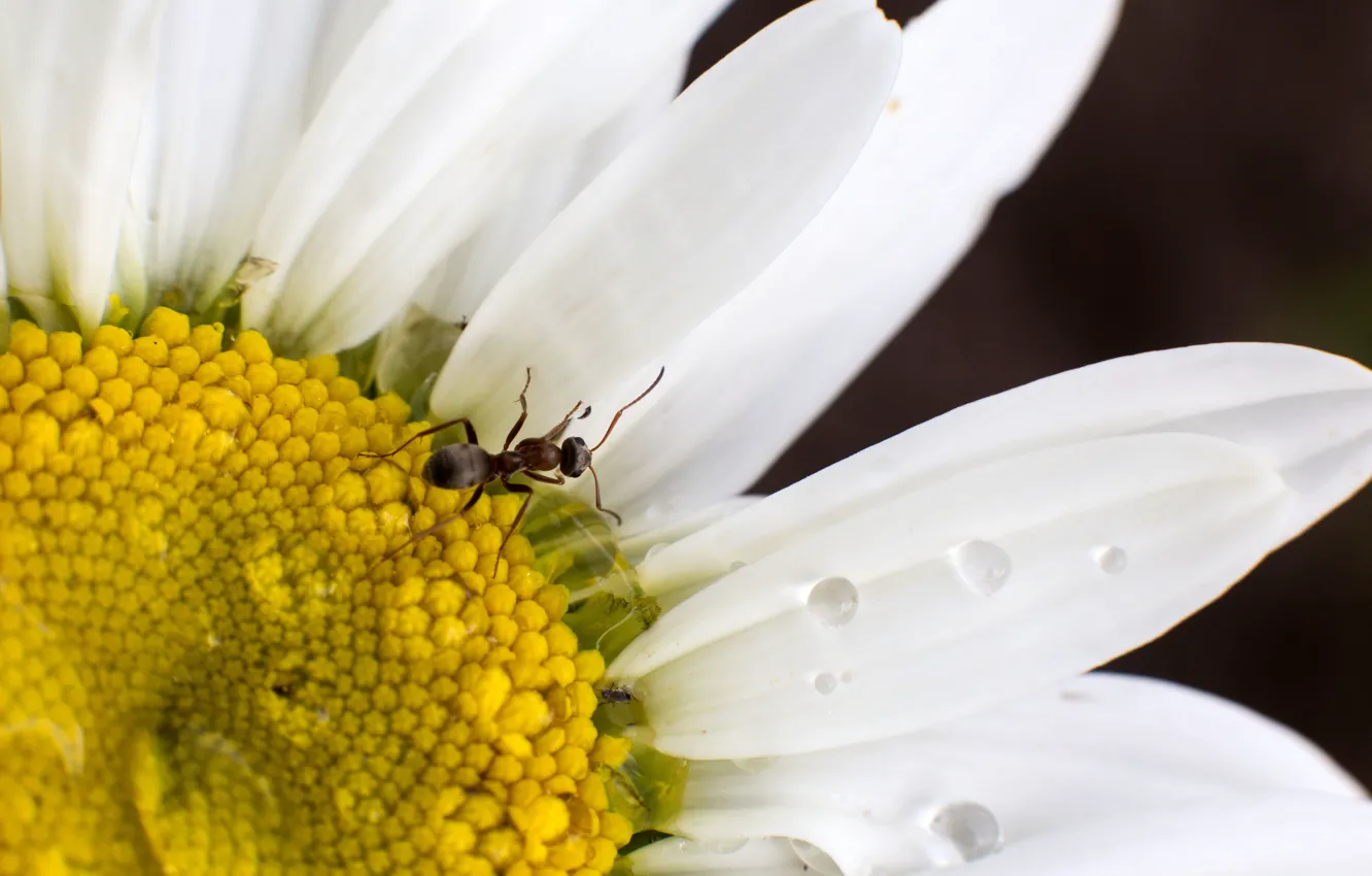 Photo wallpaper white, flower, summer, drops, macro, rain, Daisy, ant