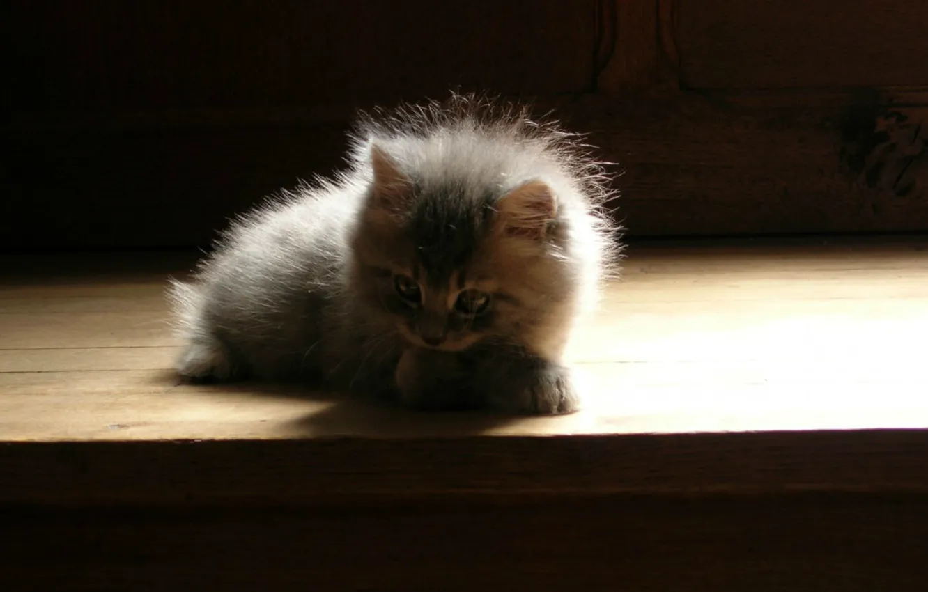 Photo wallpaper shadow, fluffy, baby, grey kitten, sitting on the stairs