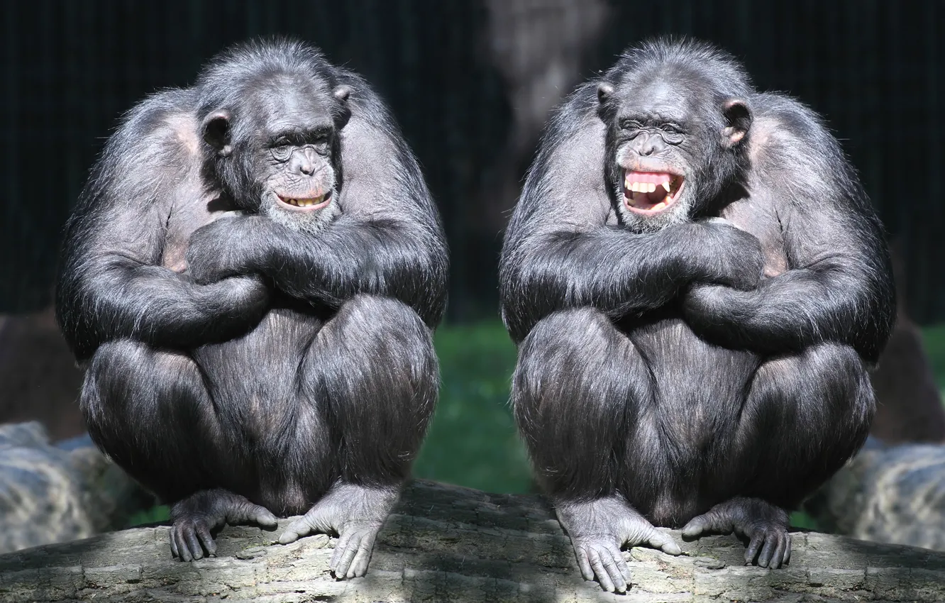 Photo wallpaper laughter, pair, monkey, log, primates, chimpanzees