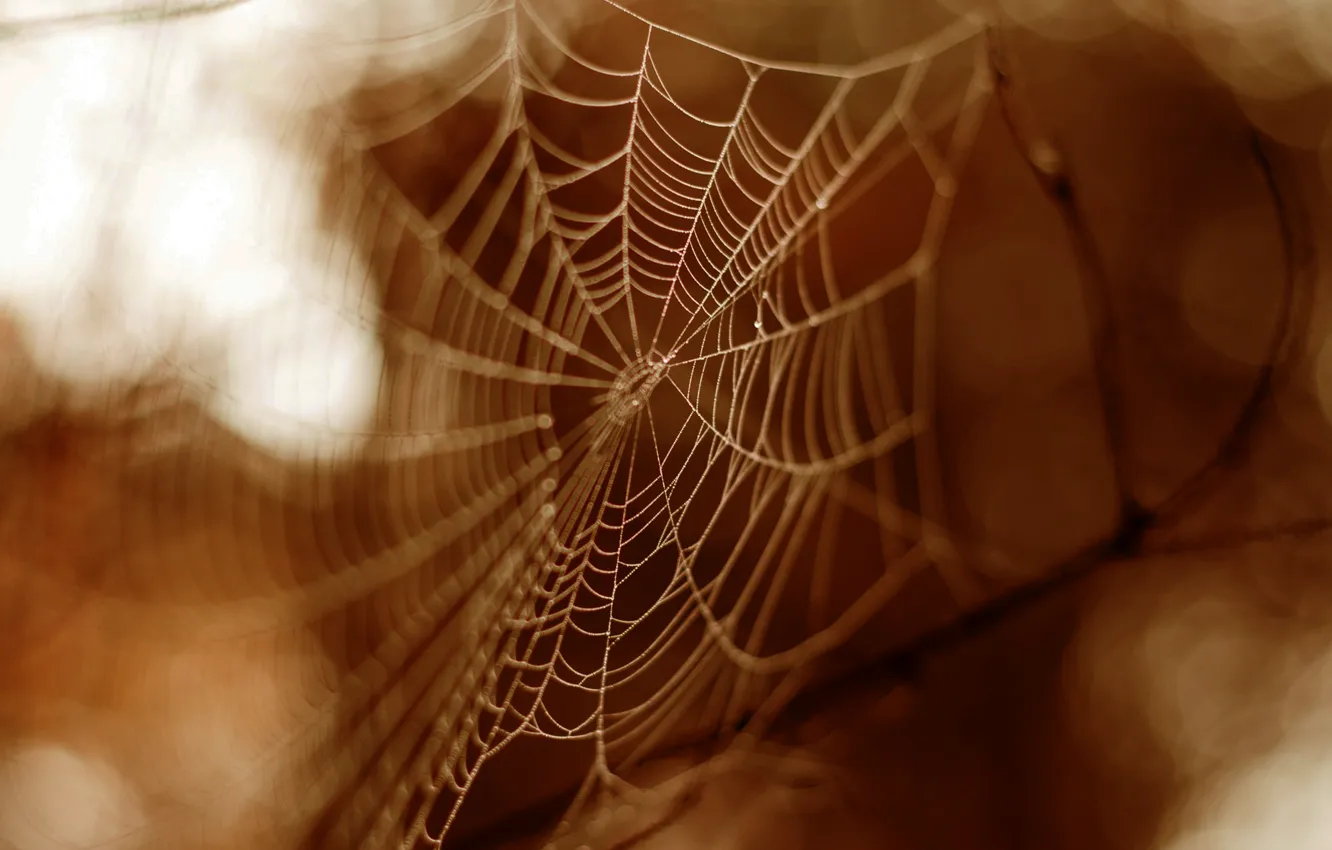 Photo wallpaper forest, garden, sepia, spider web, shadows and light