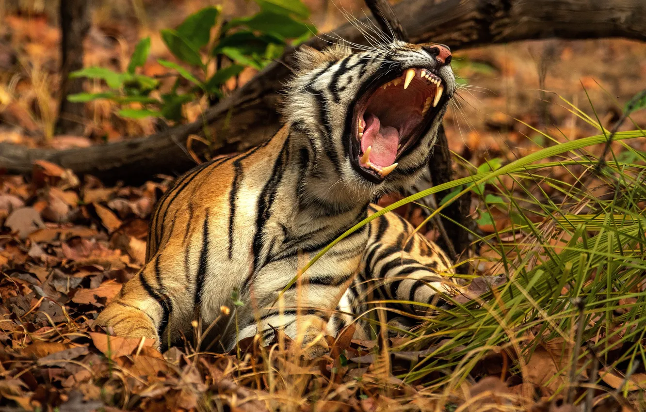 Photo wallpaper nature, tiger, pose, mouth, roar