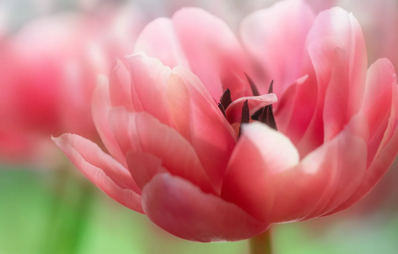 Photo wallpaper flower, macro, background, pink, Tulip, spring, petals, lush