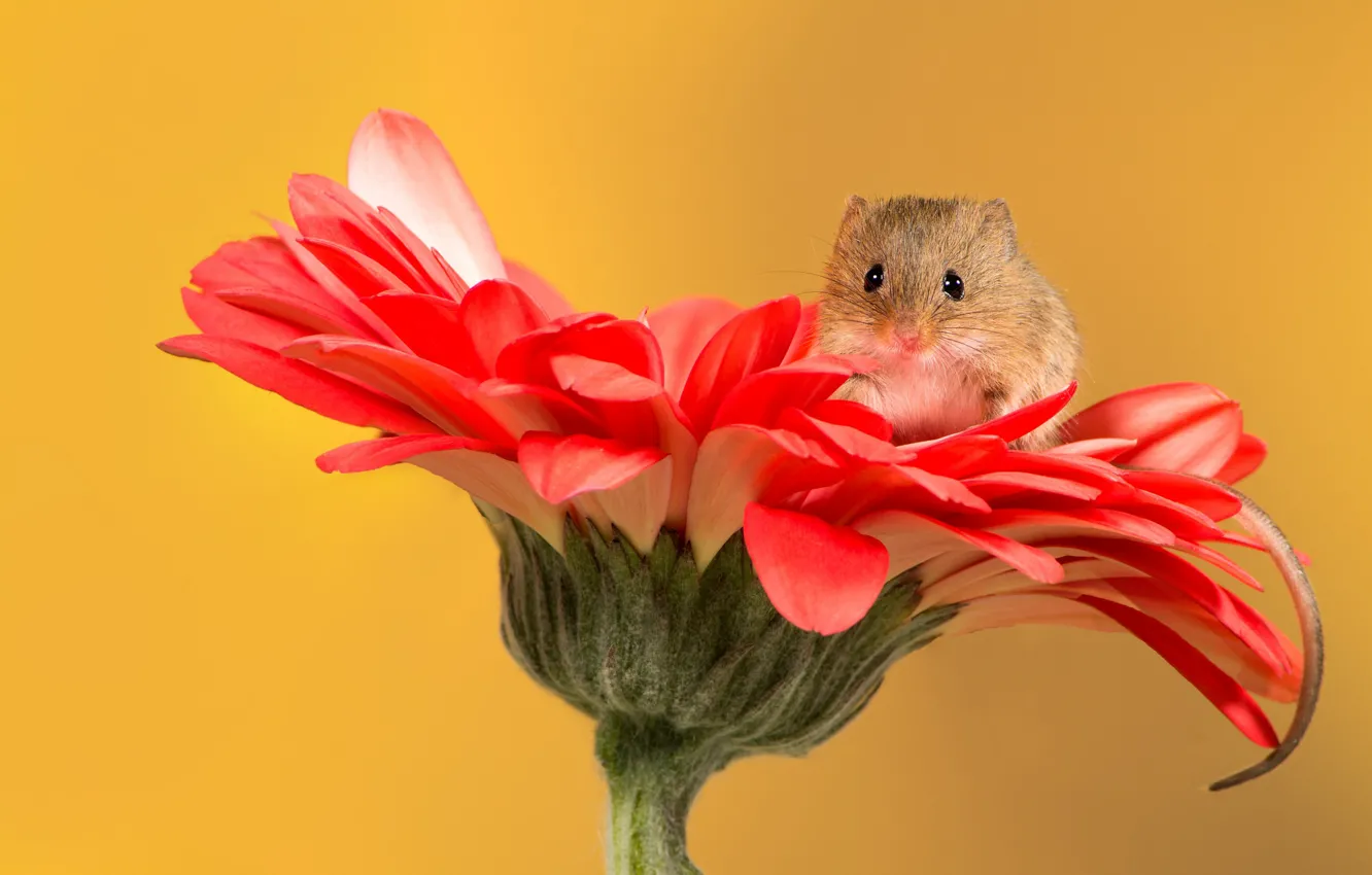 Photo wallpaper flowers, mouse, gerbera, ponytail, The mouse is tiny