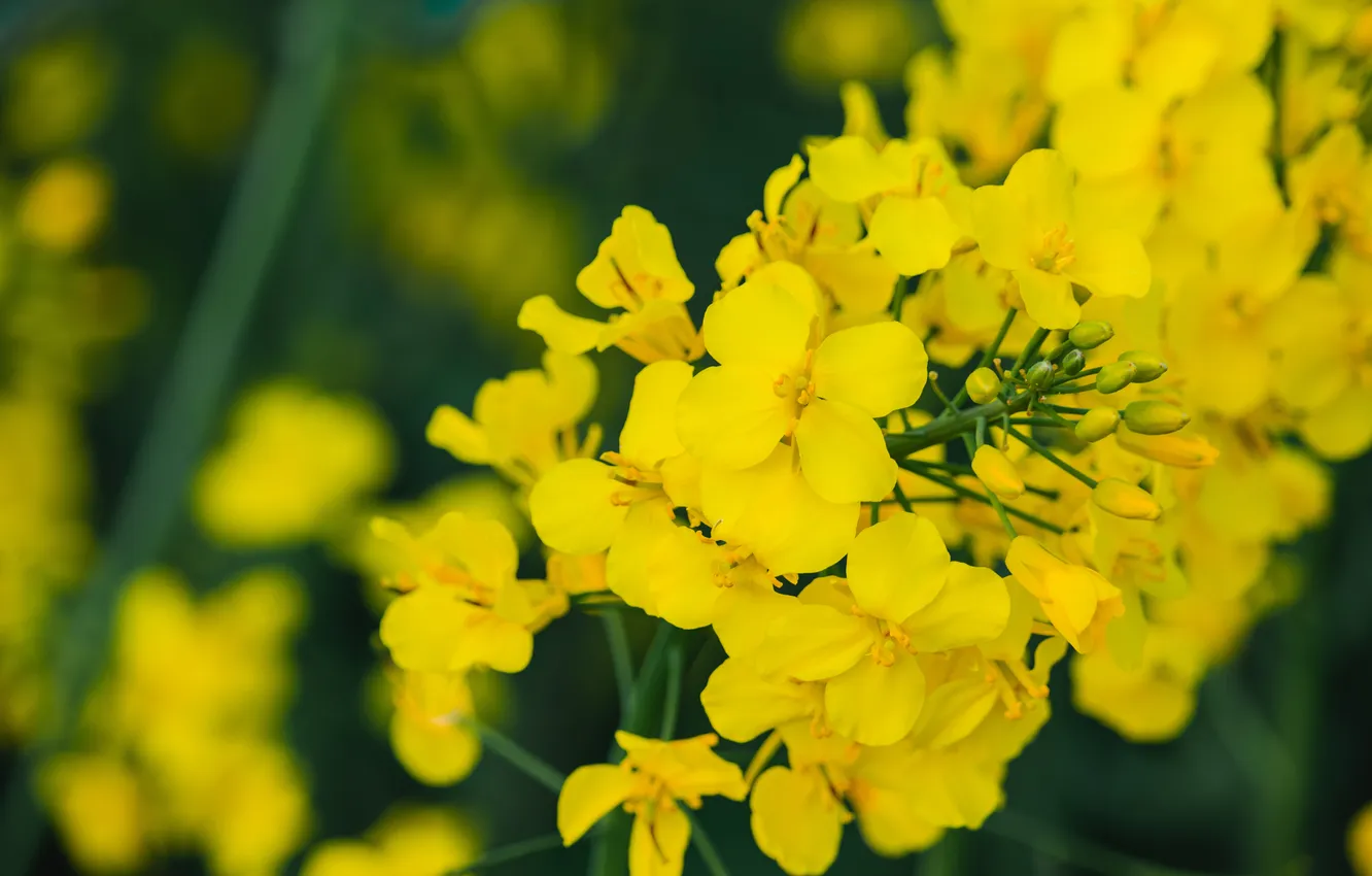 Photo wallpaper macro, flowers, yellow, spring, bokeh, rape