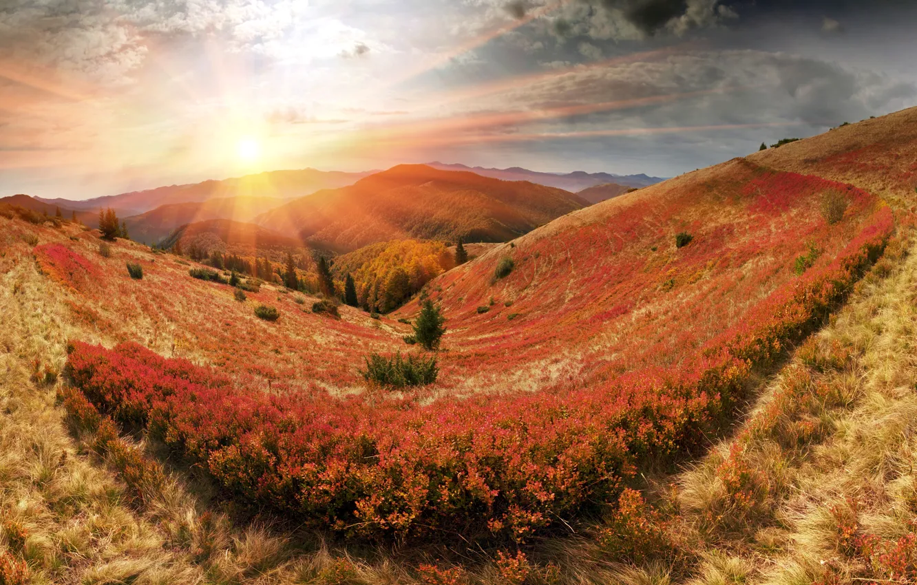 Photo wallpaper autumn, forest, the sun, rays, mountains, panorama, Ukraine, Carpathians