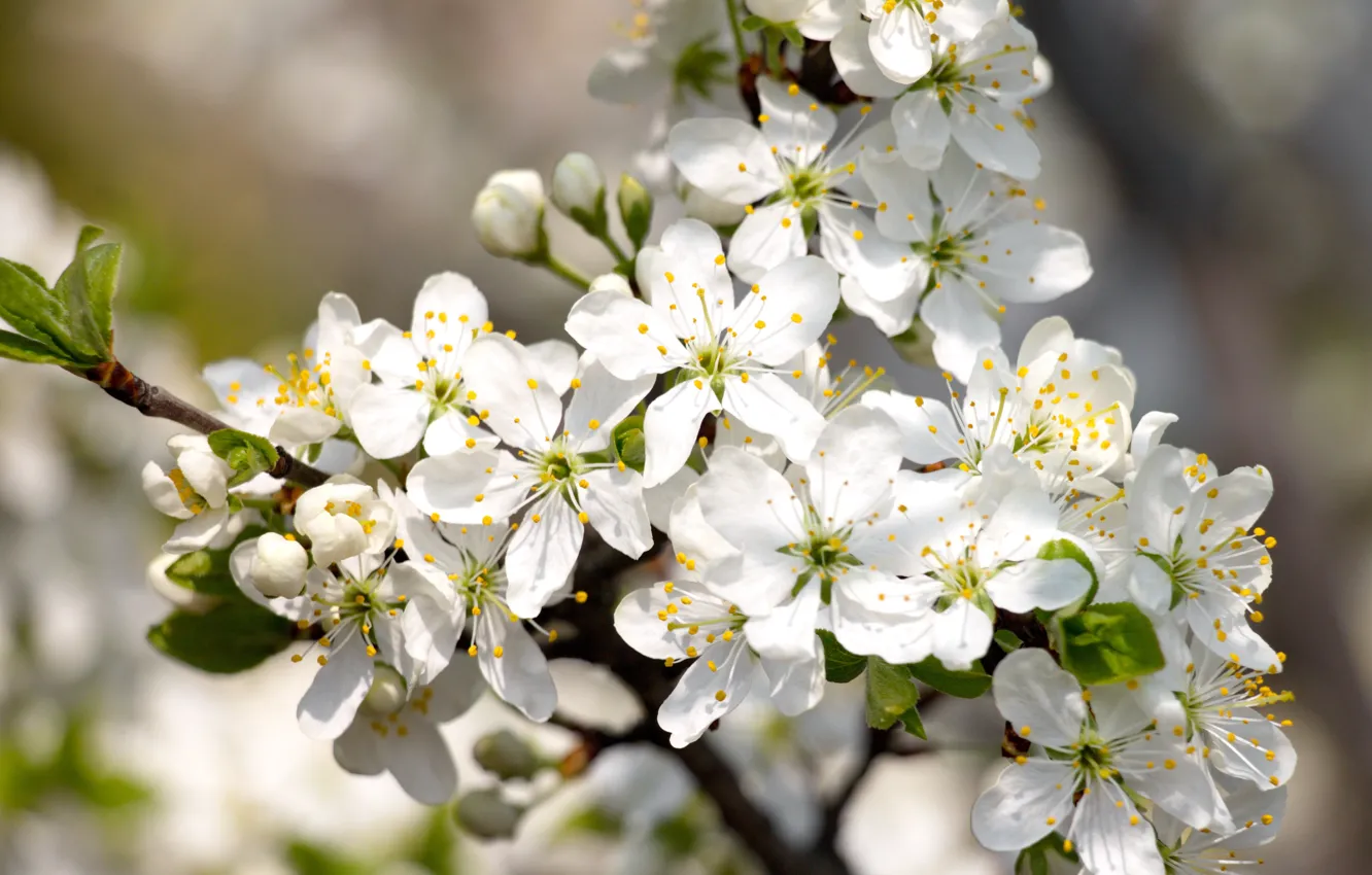 Photo wallpaper flowers, spring, flowering tree, white flowers, flowering branch