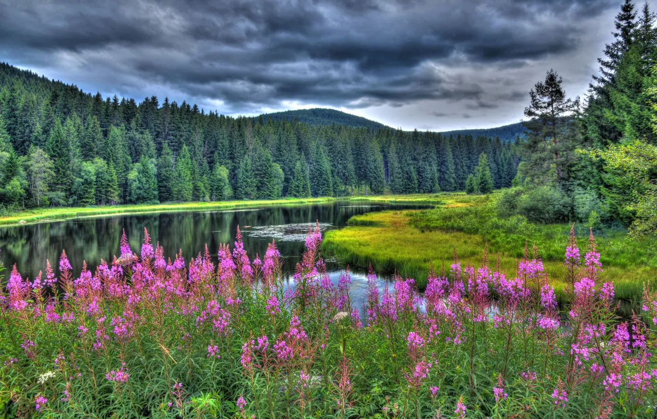Photo wallpaper forest, summer, flowers, lake, Germany, Germany, Baden-Württemberg, Baden-Württemberg