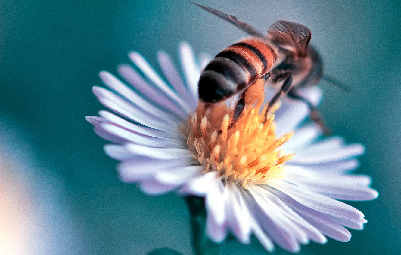 Photo wallpaper flower, bee, plant, petals, insect