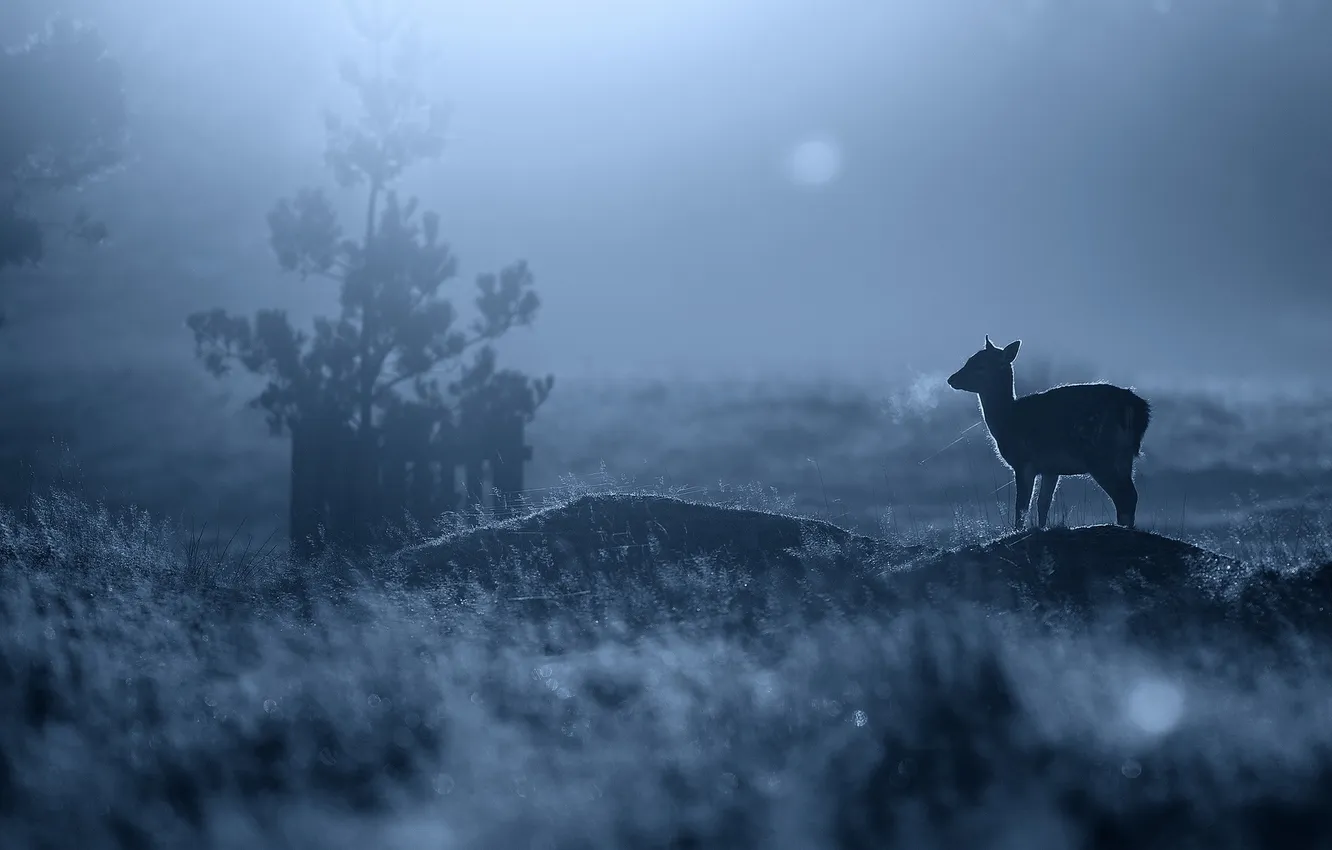 Photo wallpaper nature, deer, morning