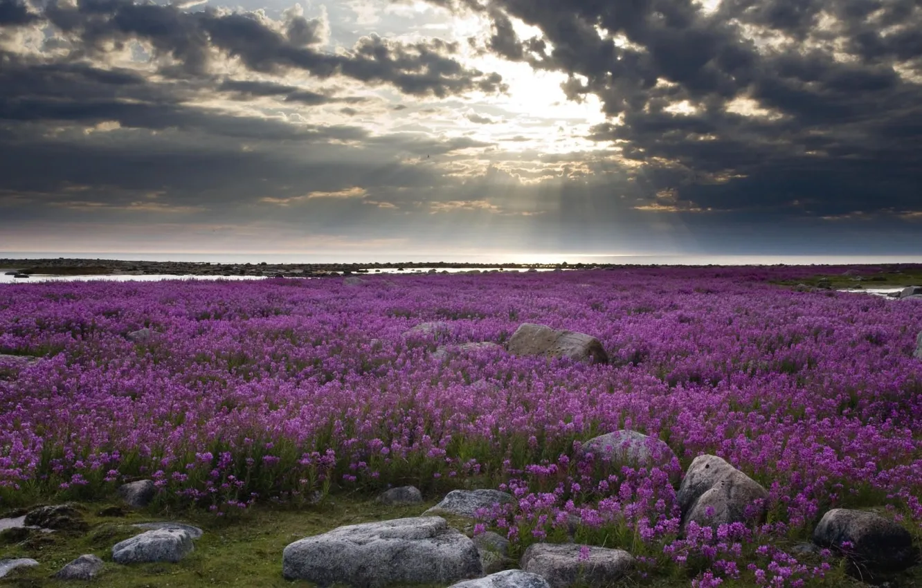 Photo wallpaper field, the sky, water, landscape, flowers, stones, shore, Bay