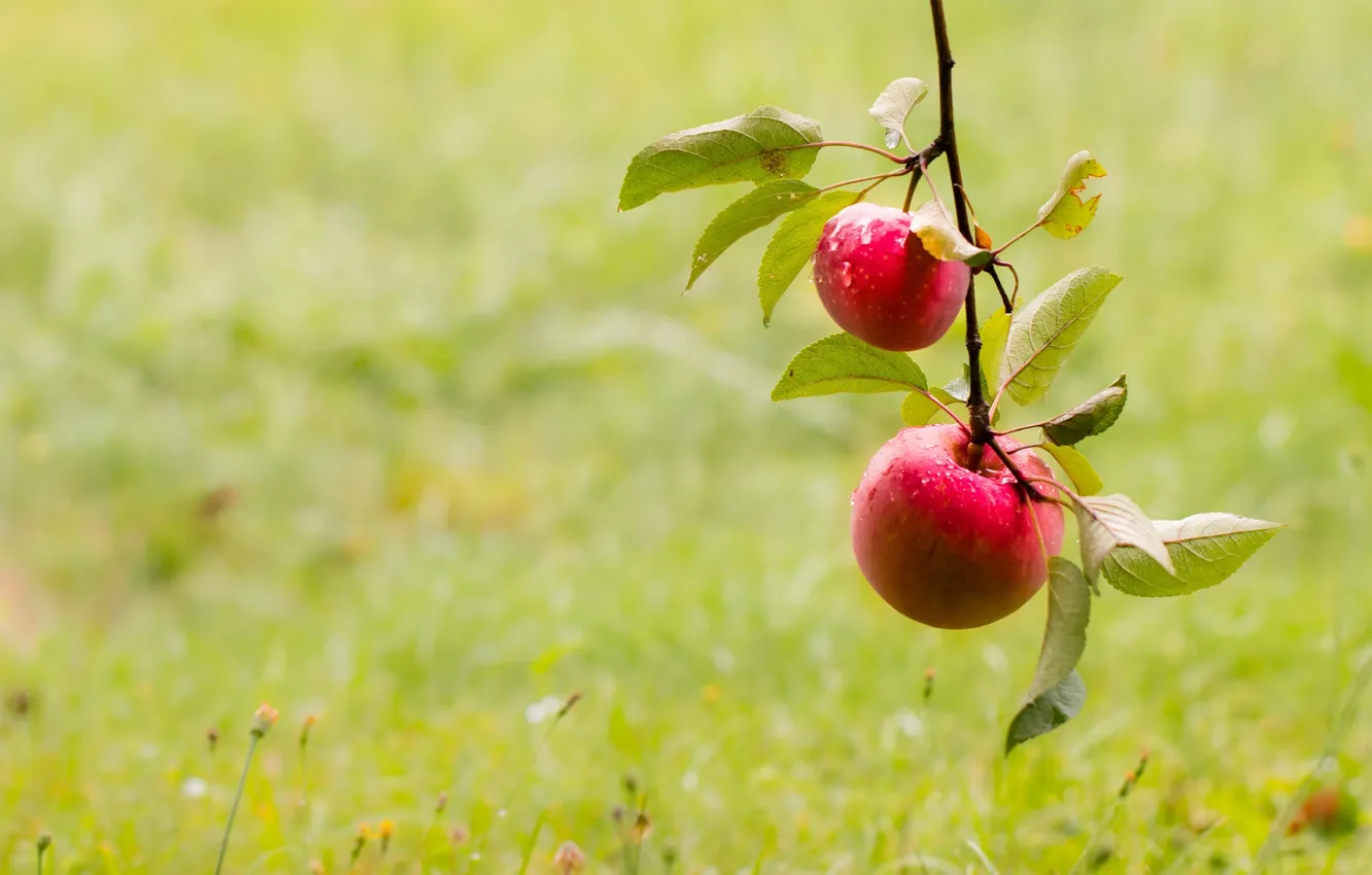 Photo wallpaper apples, food, fruit