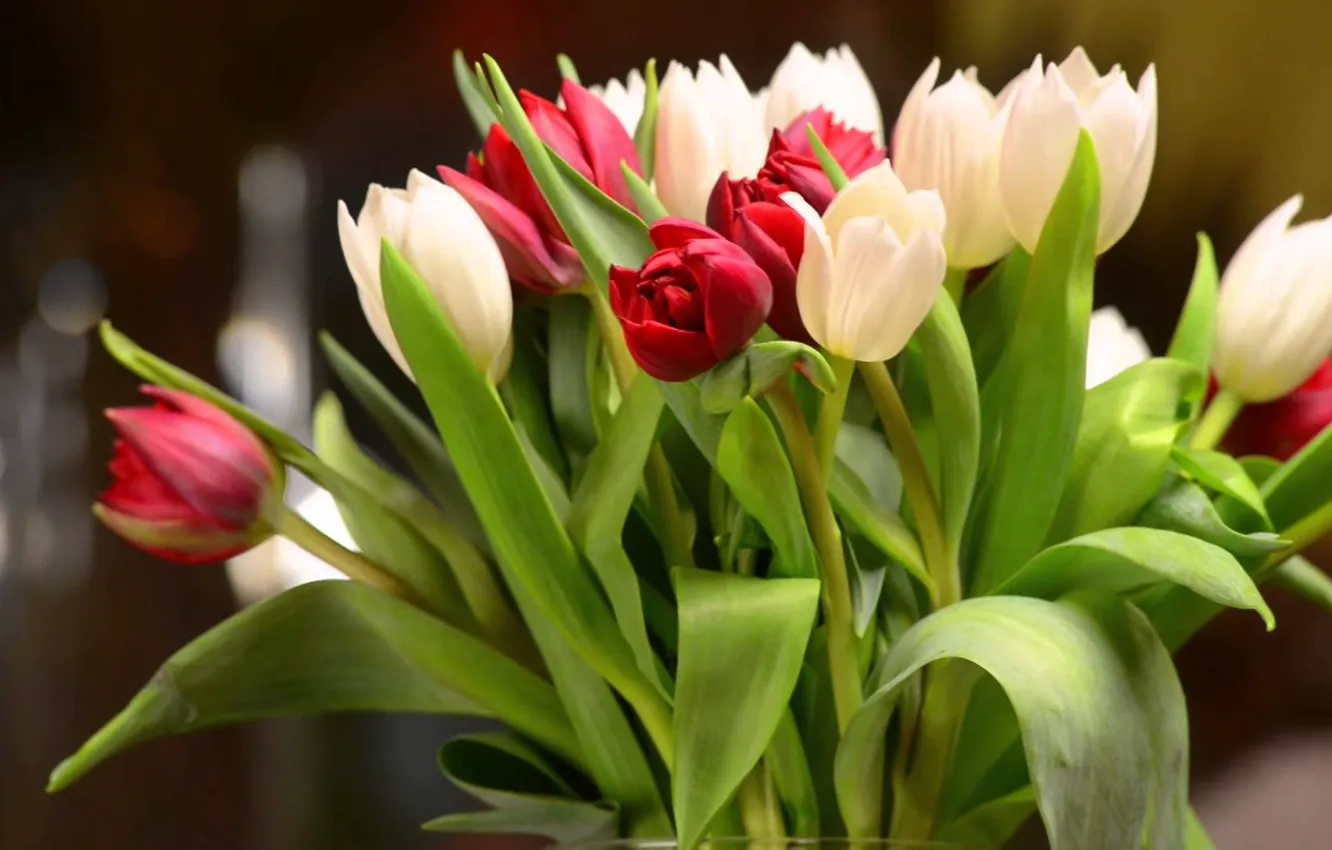 Photo wallpaper leaves, bouquet, tulips