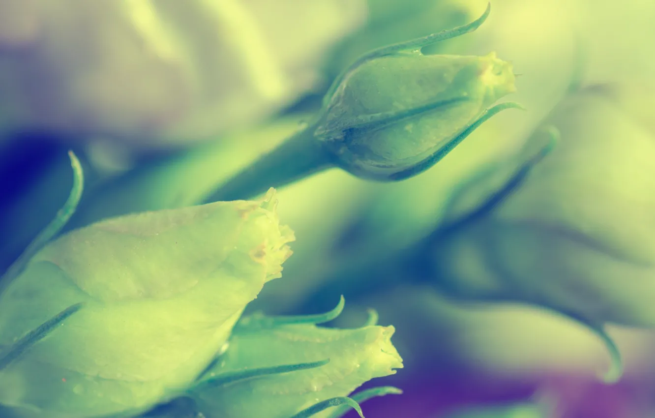 Photo wallpaper macro, flowers, roses, full hd