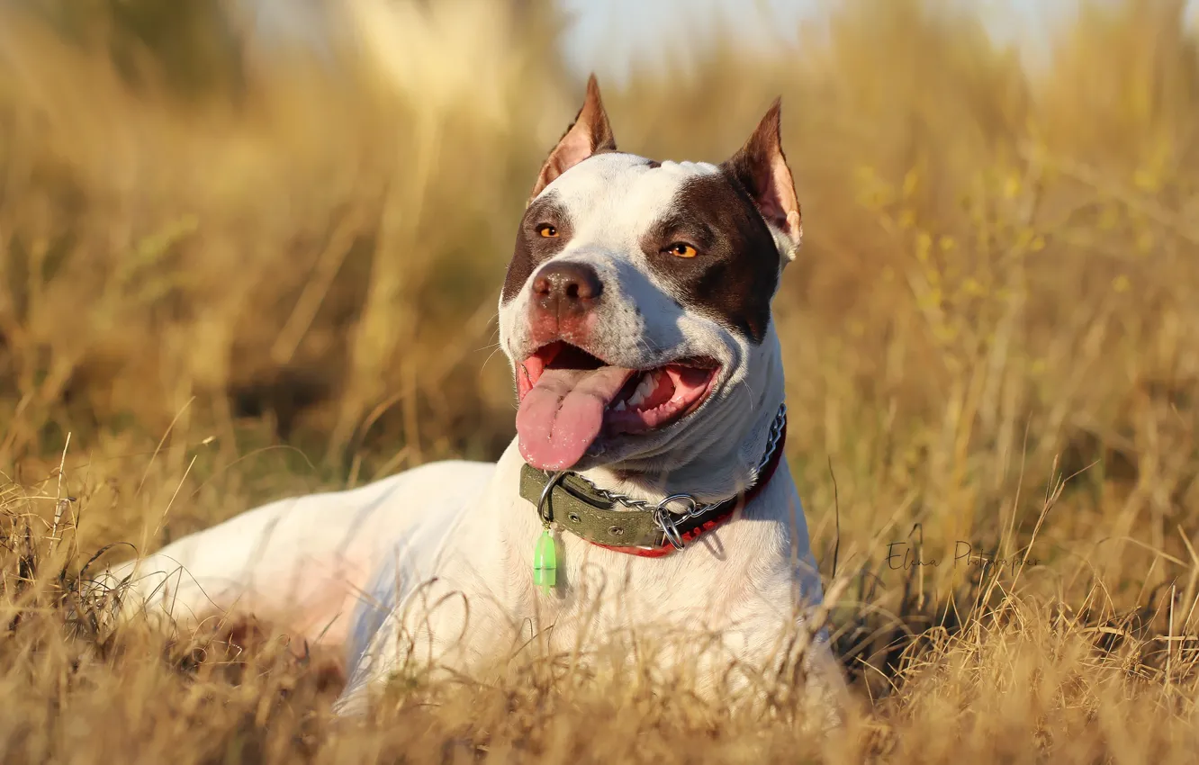 Photo wallpaper language, look, background, each, weed, pit bull