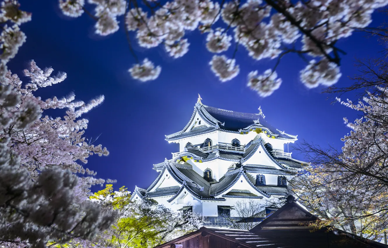 Photo wallpaper spring, Japan, Sakura, Japan, Hikone Castle, Hikone, The Hikone Castle, Hikone