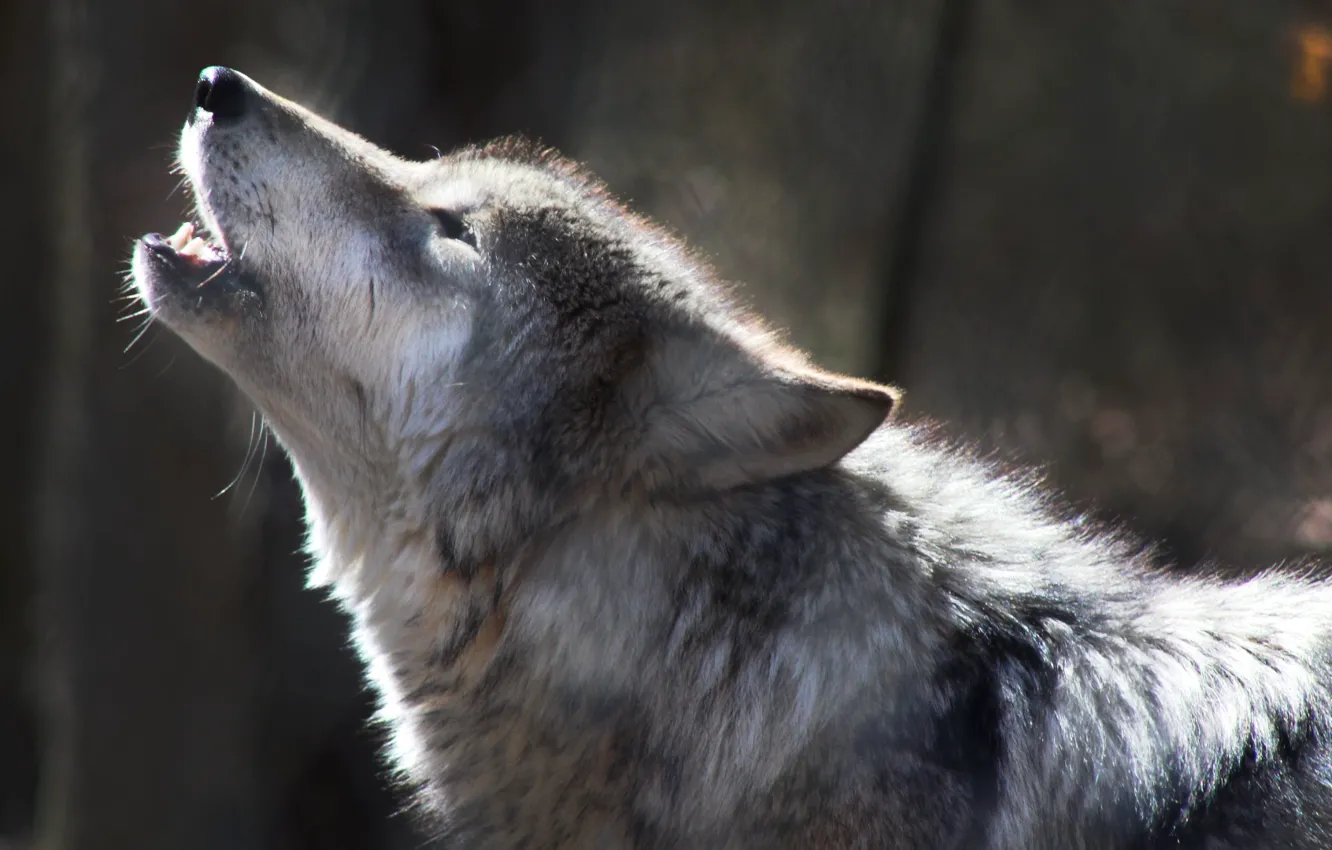 Photo wallpaper Predator, nature, animal, wolf, wildlife, portrait, mammal, portrait.