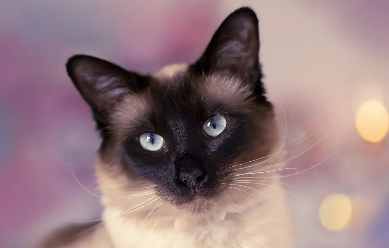 Photo wallpaper Siamese, cat, pose, look, pink background, bokeh, face, cat