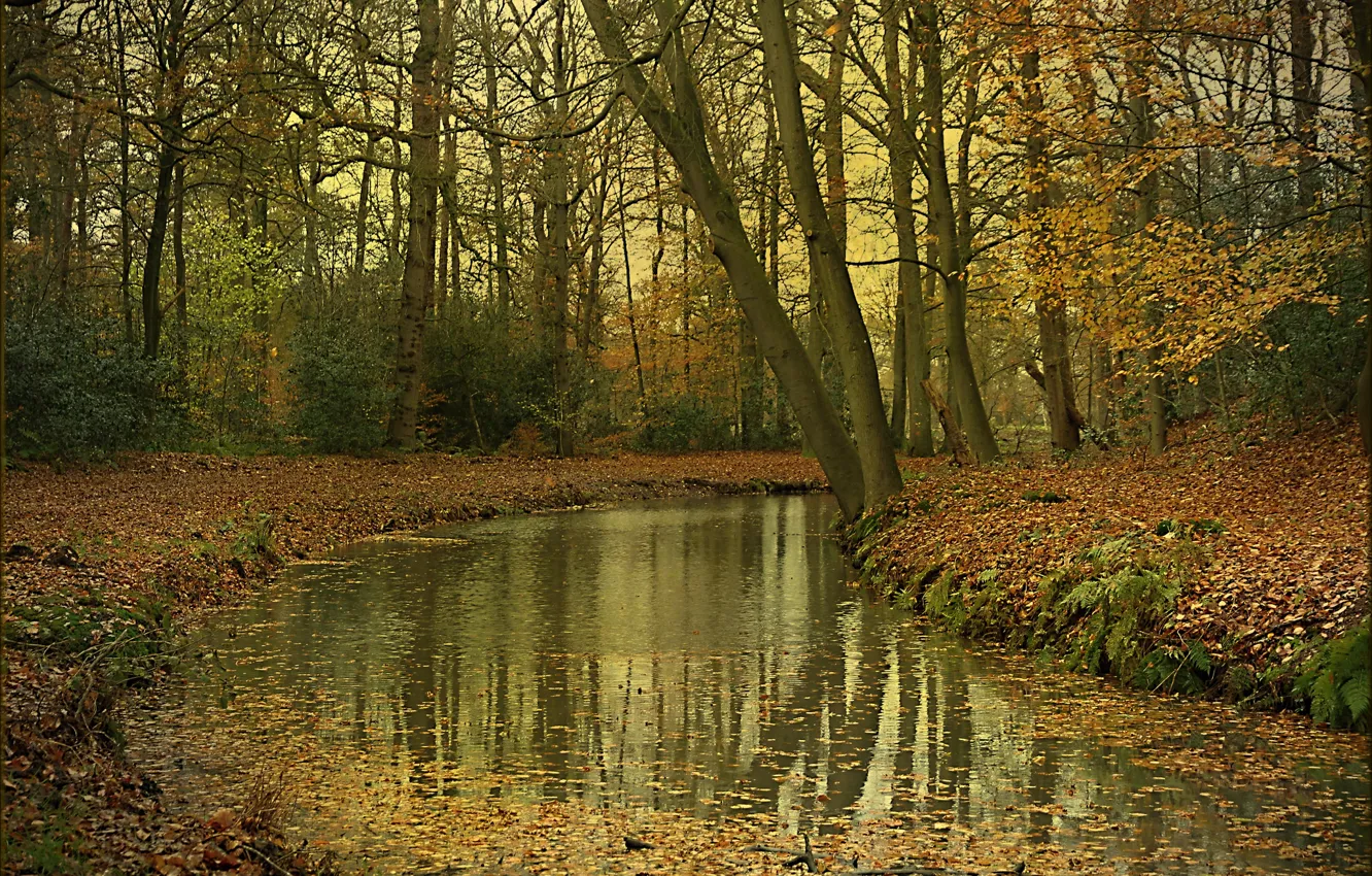Photo wallpaper autumn, forest, river