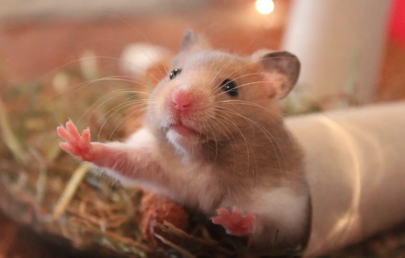 Photo wallpaper animal, Hamster, rat, mouse, mammal, rodent, whiskers, fauna