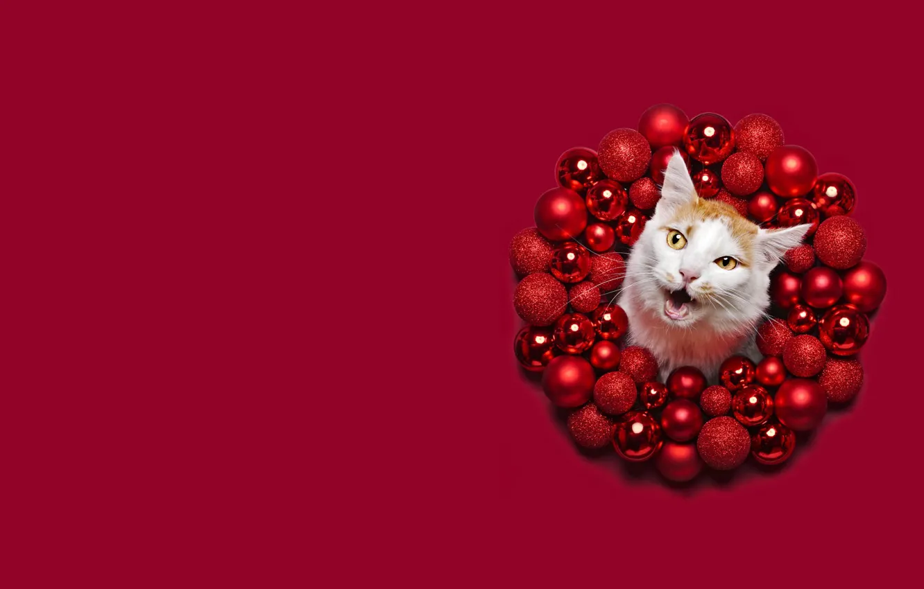 Photo wallpaper winter, cat, white, cat, face, balls, circles, red