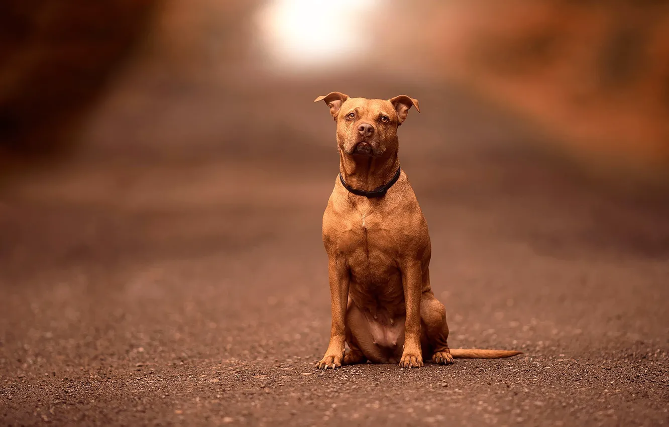 Photo wallpaper dog, bokeh, Pitbull