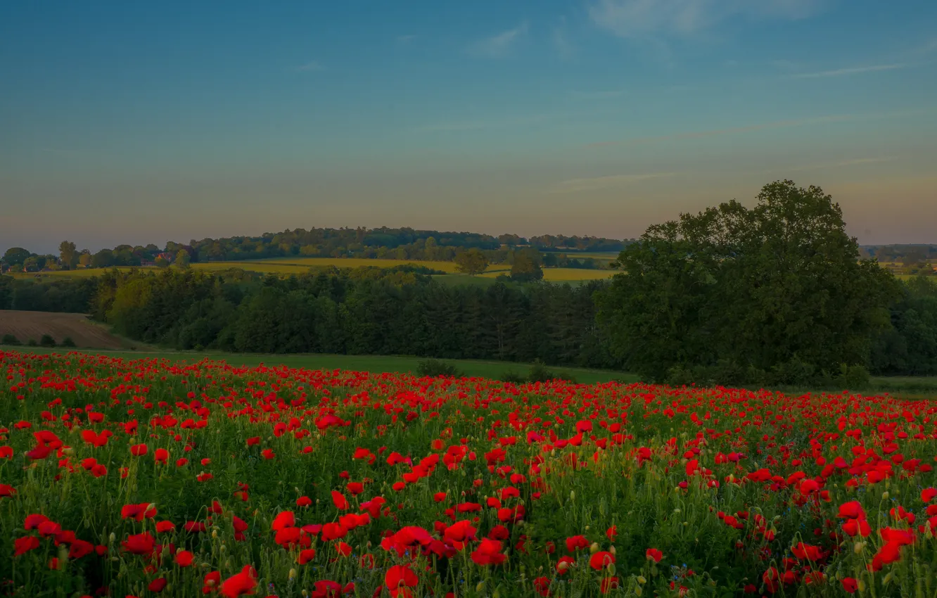 Photo wallpaper field, forest, summer, the sky, trees, flowers, Maki, the evening