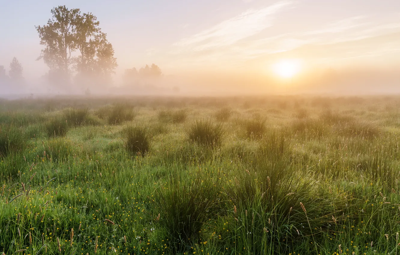 Photo wallpaper greens, field, summer, grass, the sun, clouds, light, trees