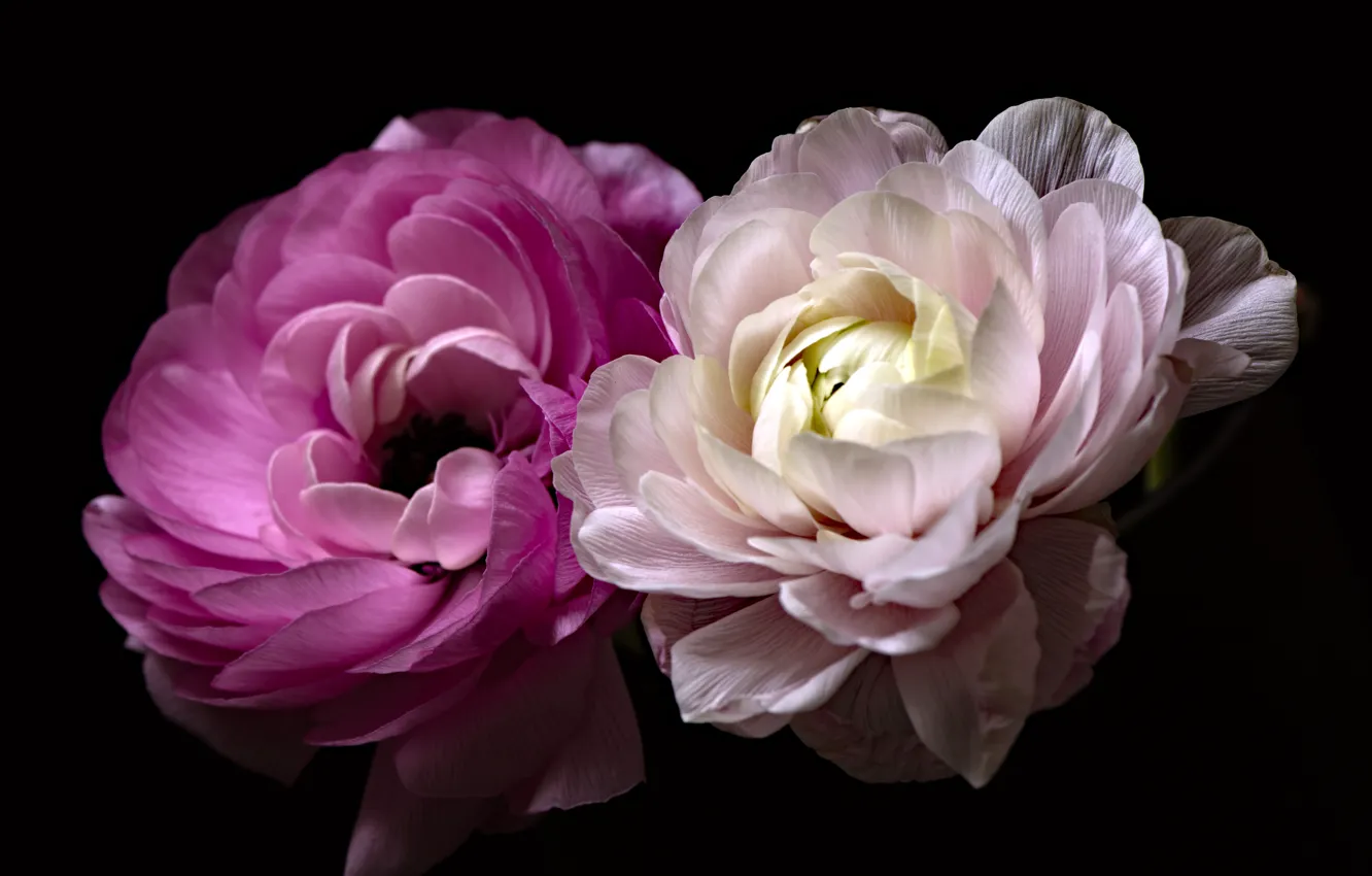 Photo wallpaper macro, pink, buttercups, Ranunculus
