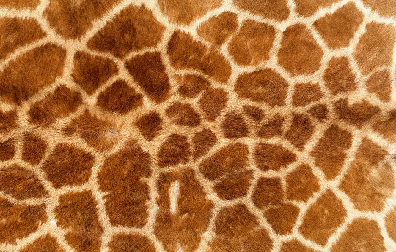 Photo wallpaper background, Wallpaper, texture, giraffe, skin, fur