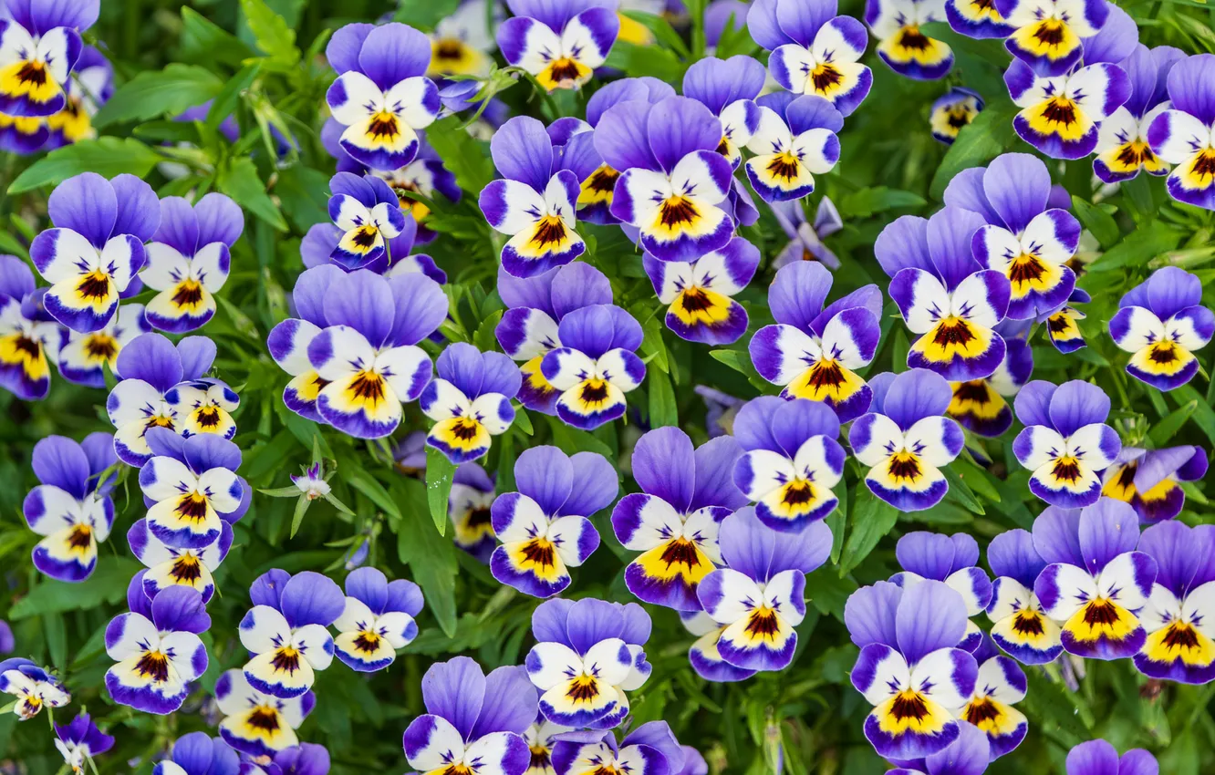 Photo wallpaper flowers, spring, garden, Pansy, flowerbed, a lot, lilac, viola