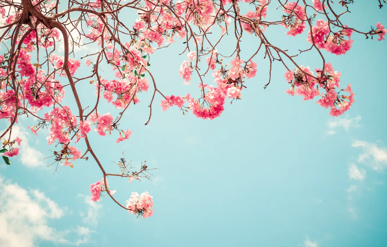 Photo wallpaper the sky, branches, spring, Sakura, flowering, pink, blossom, sakura