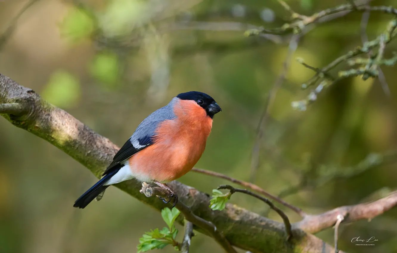 Photo wallpaper branches, bird, bullfinch