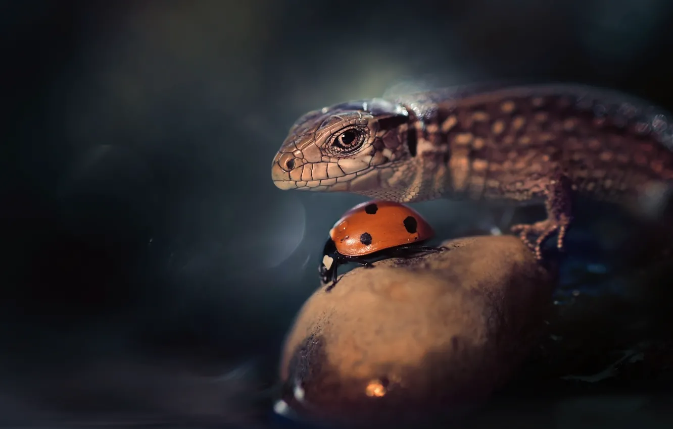 Photo wallpaper nature, stones, ladybug, lizard, bokeh, Vladlena Lapshina