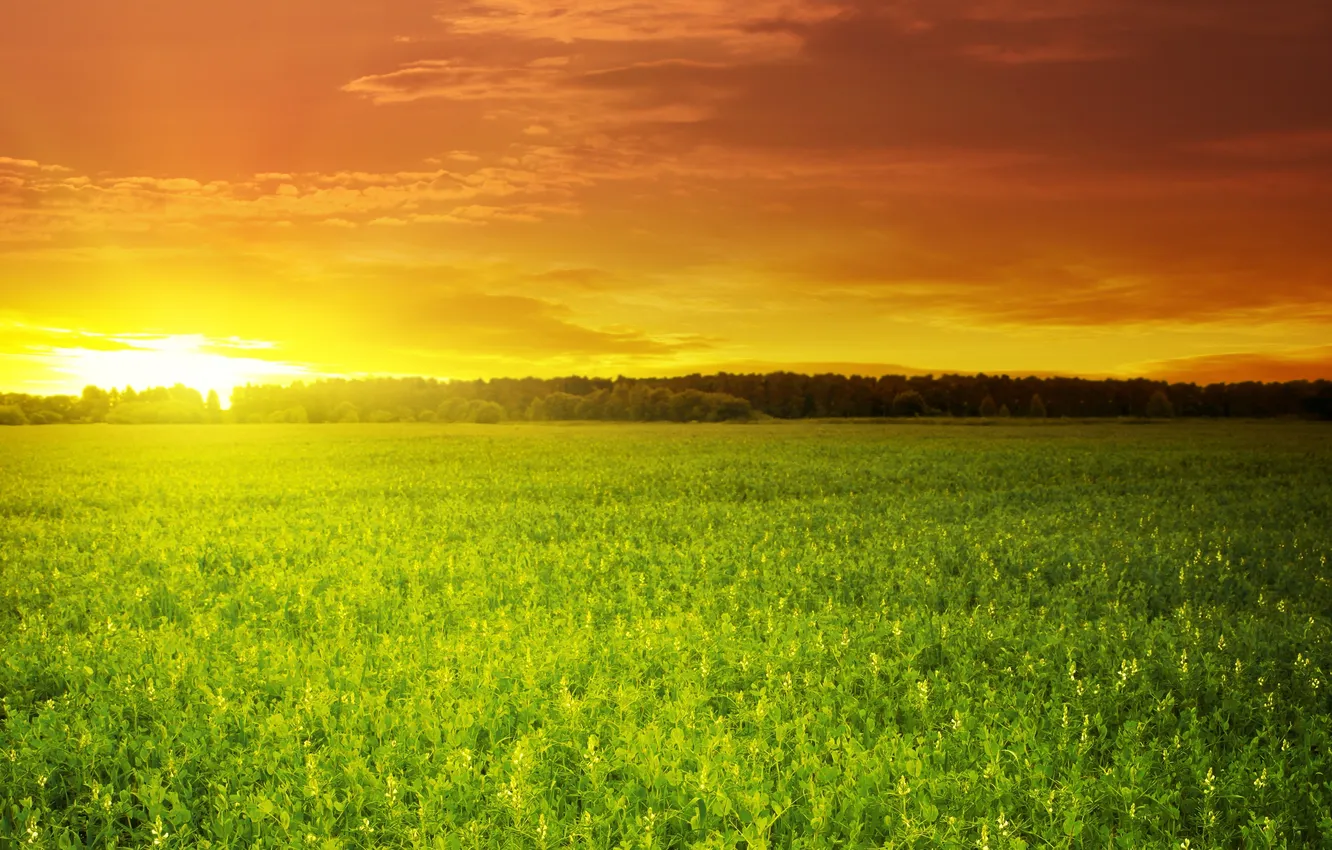 Photo wallpaper field, the sky, the sun, clouds, sunset, green, beautiful, green field