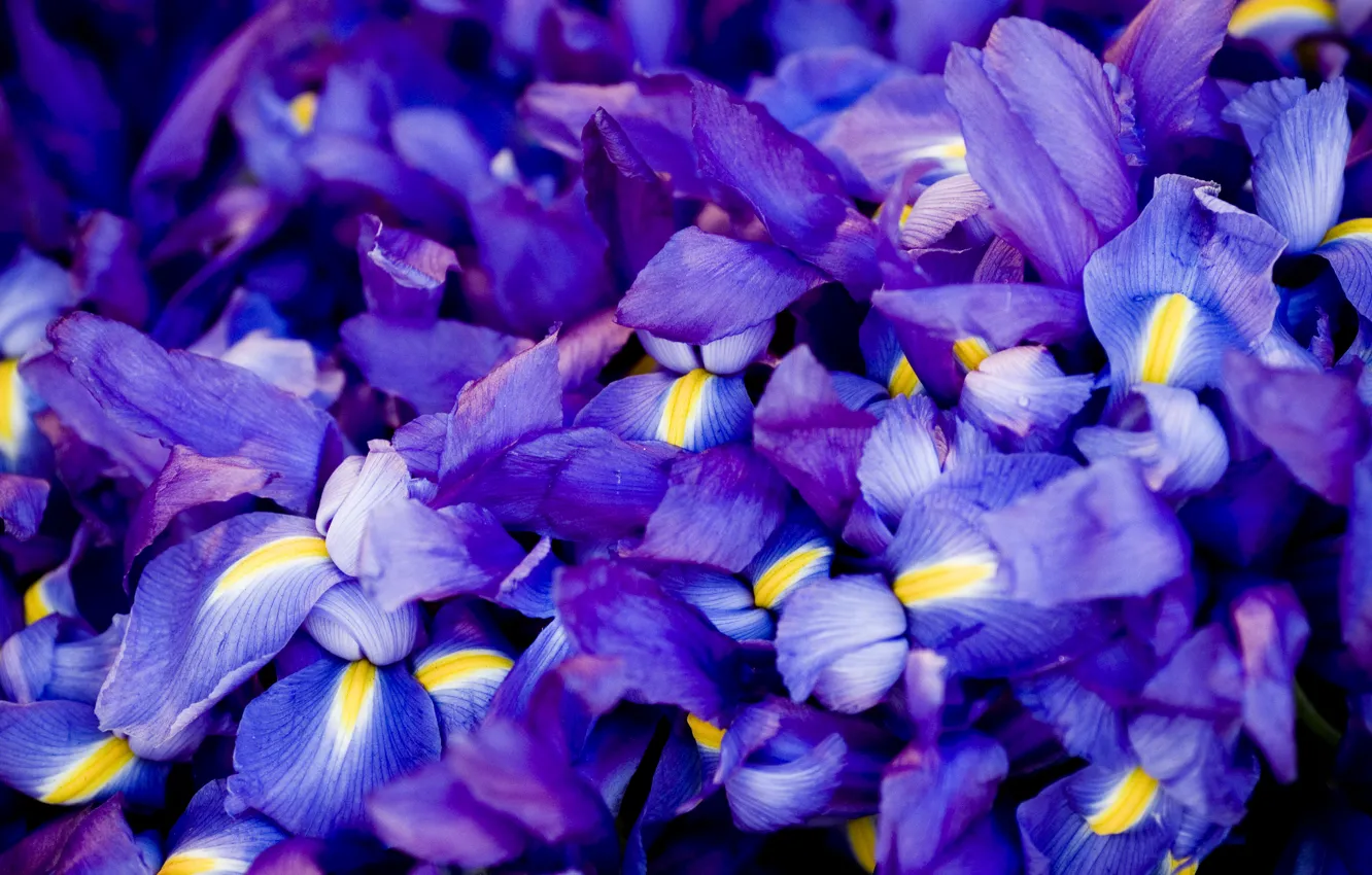 Photo wallpaper Flowers, irises, blue, a lot, lilac