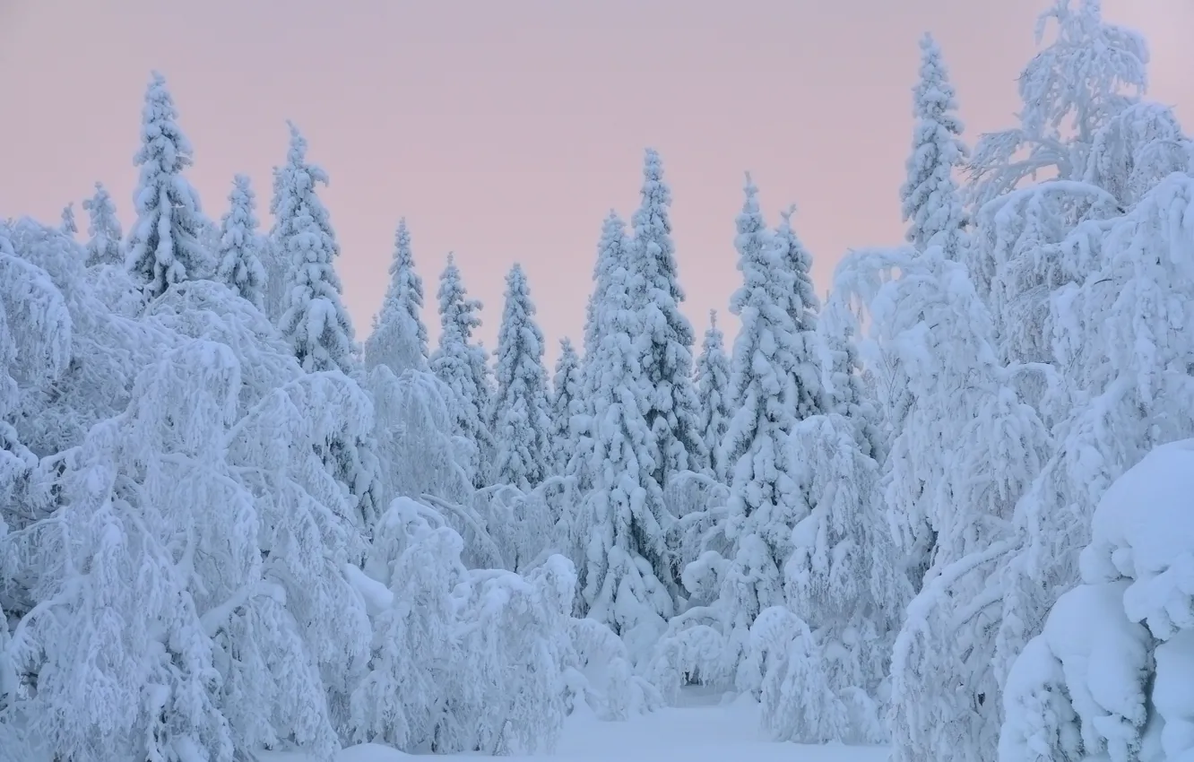 Photo wallpaper winter, snow, trees, tree