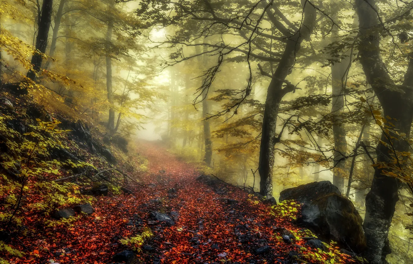 Photo wallpaper road, autumn, forest