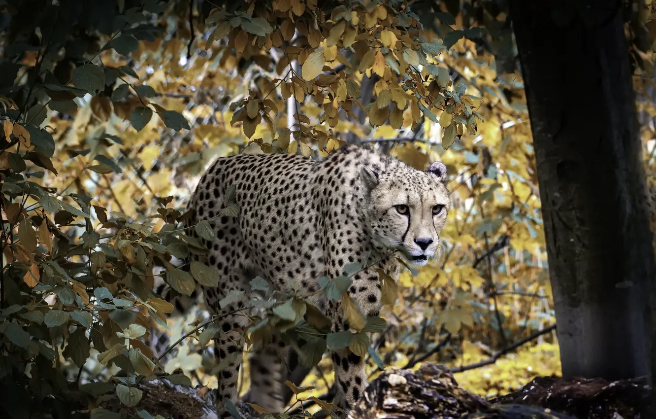 Photo wallpaper autumn, nature, Cheetah