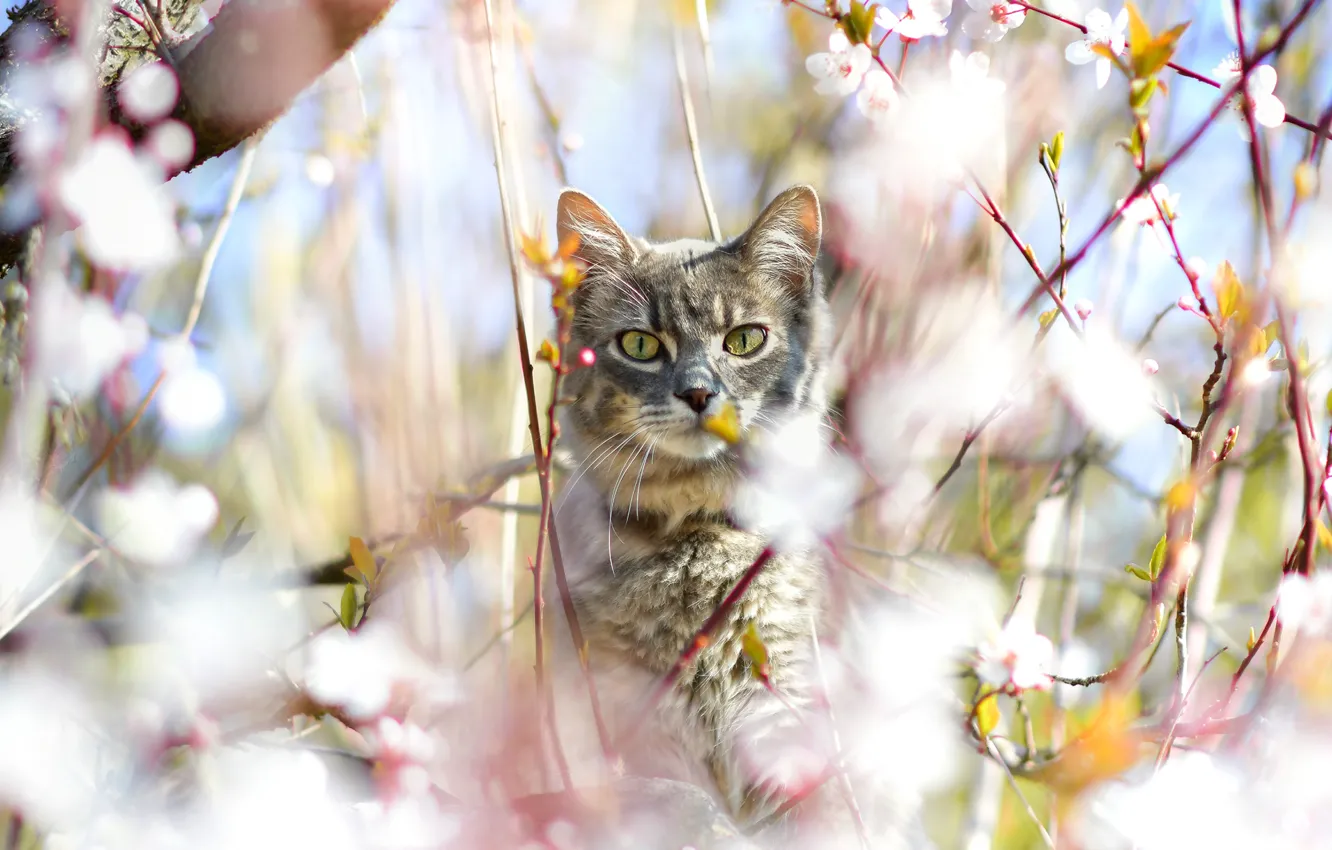 Photo wallpaper cat, cat, look, light, flowers, branches, pose, grey