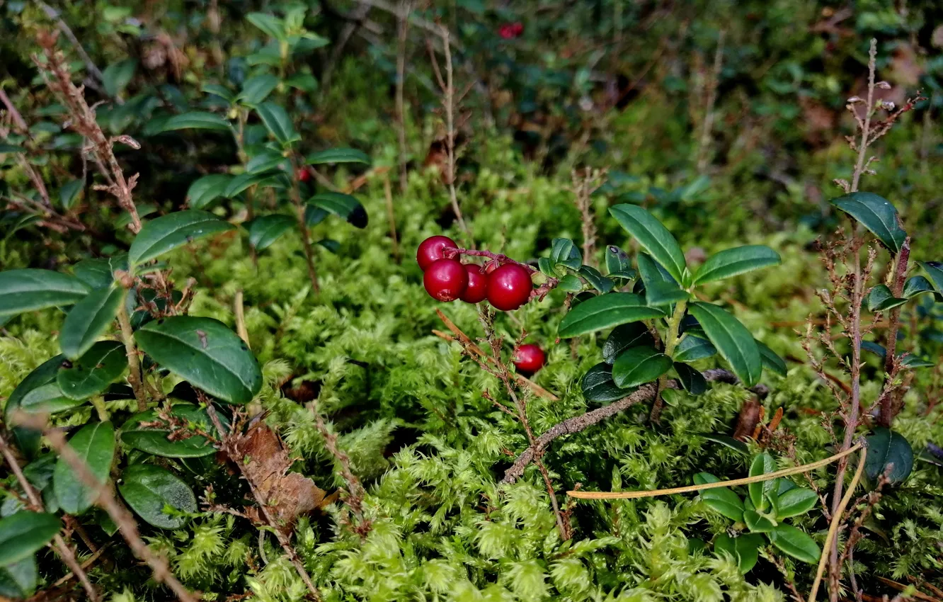 Photo wallpaper autumn, forest, berries, moss, Belarus, cranberries, Dzerzhinovo