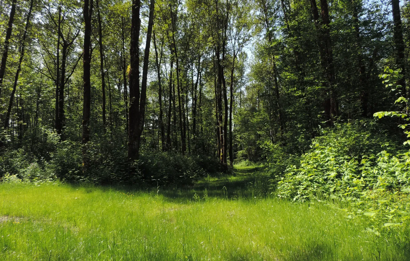 Photo wallpaper greens, field, forest, summer, grass, trees, nature, green