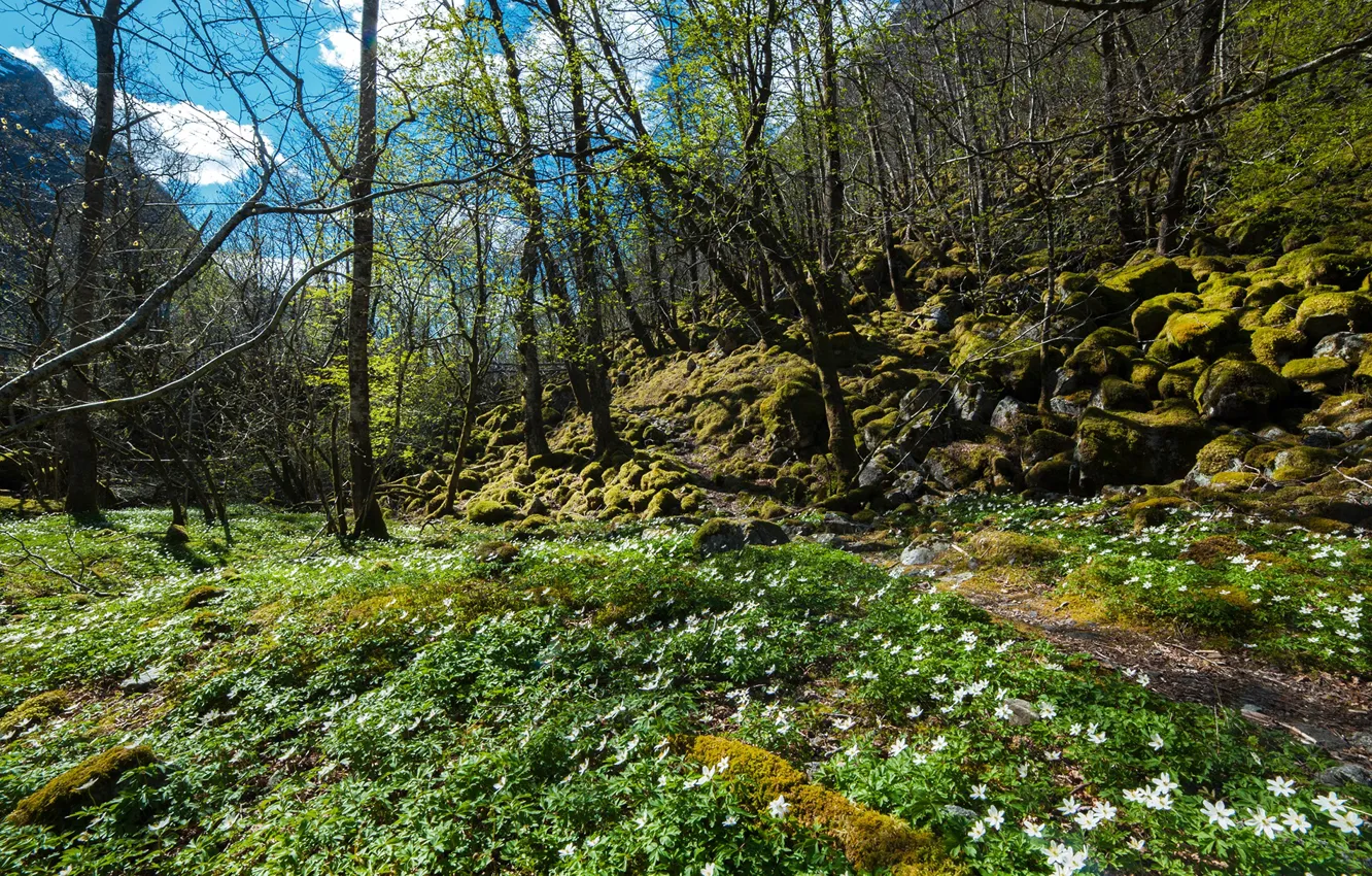 Photo wallpaper grass, the sun, trees, flowers, mountains, stones, moss, spring