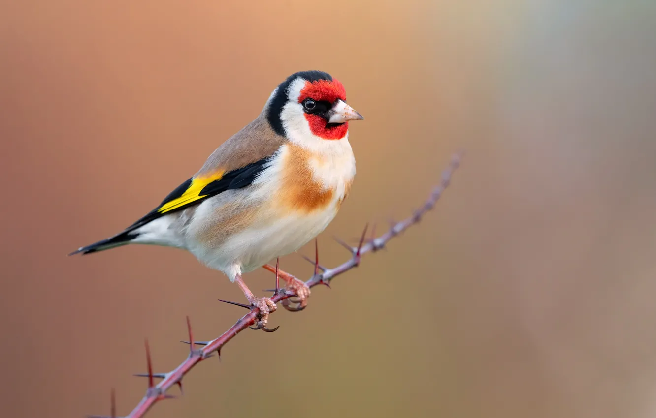 Photo wallpaper branches, background, bird, spikes, goldfinch