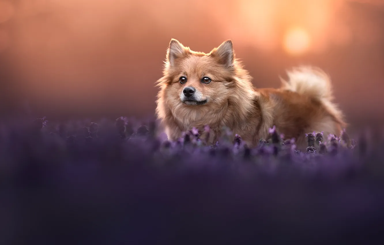Photo wallpaper sunset, dog, lavender, Spitz