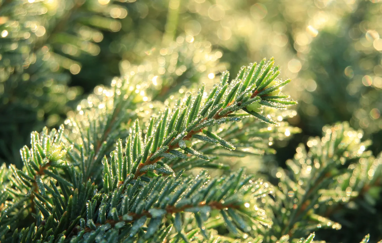 Photo wallpaper dew, spruce, twig