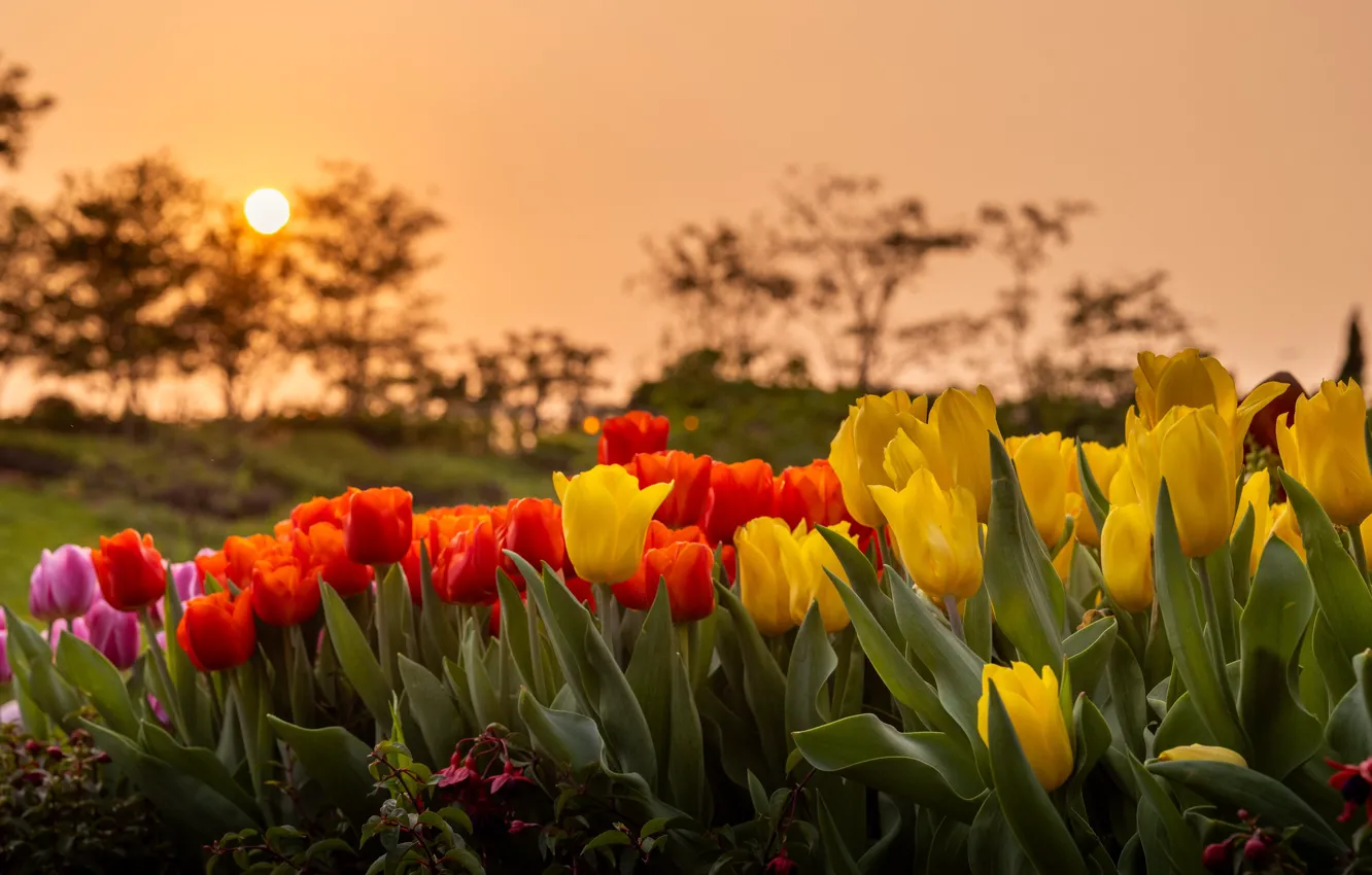 Photo wallpaper flowers, yellow, red, nature, dawn, morning, tulips
