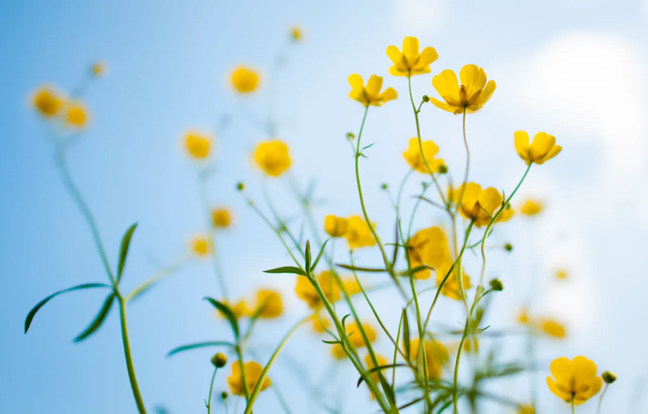 Photo wallpaper flowers, yellow, spring, bokeh, buttercups