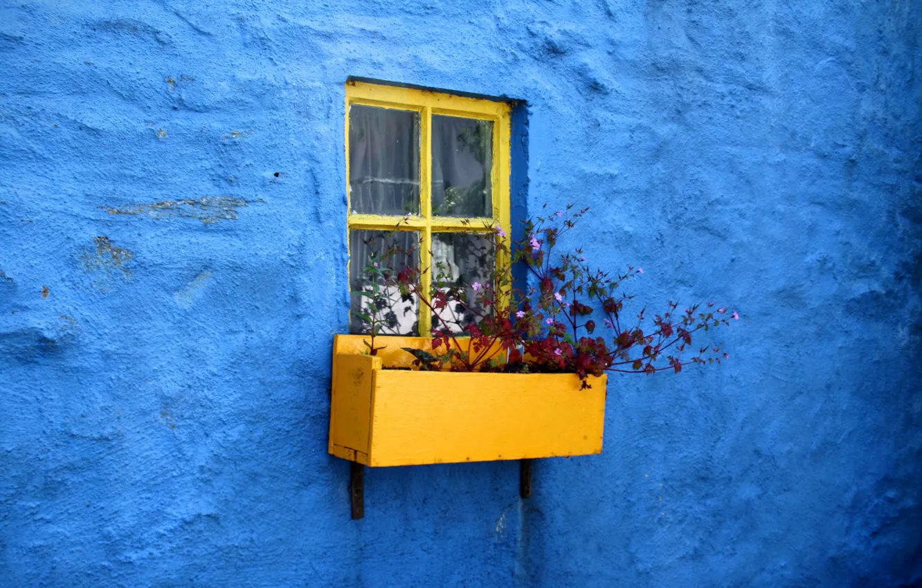 Photo wallpaper blue, wall, minimalism, window, plaster, flower garden, ciety
