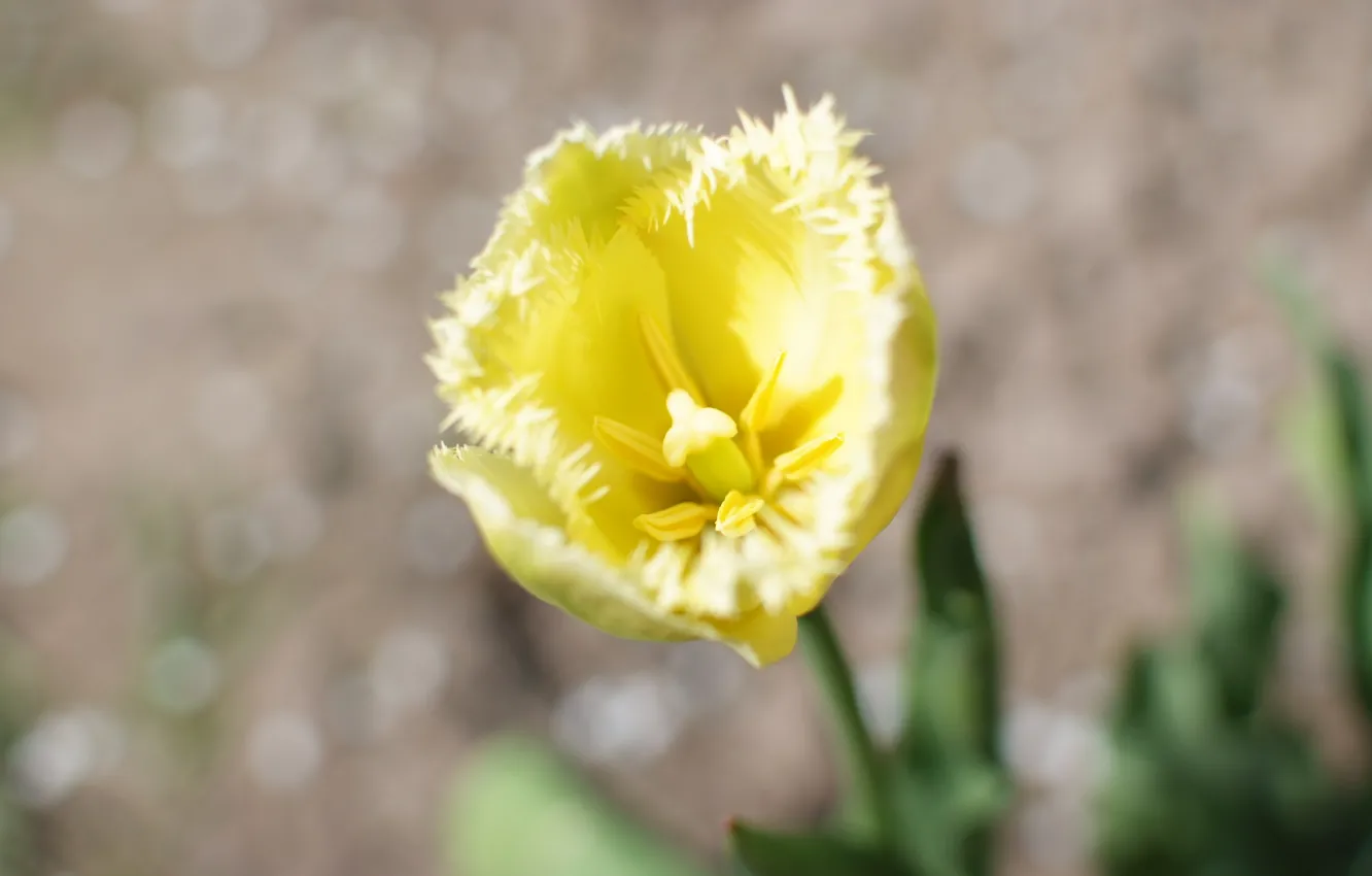 Photo wallpaper macro, flowers, stamens, tulips